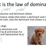 53-rules-of-dominance