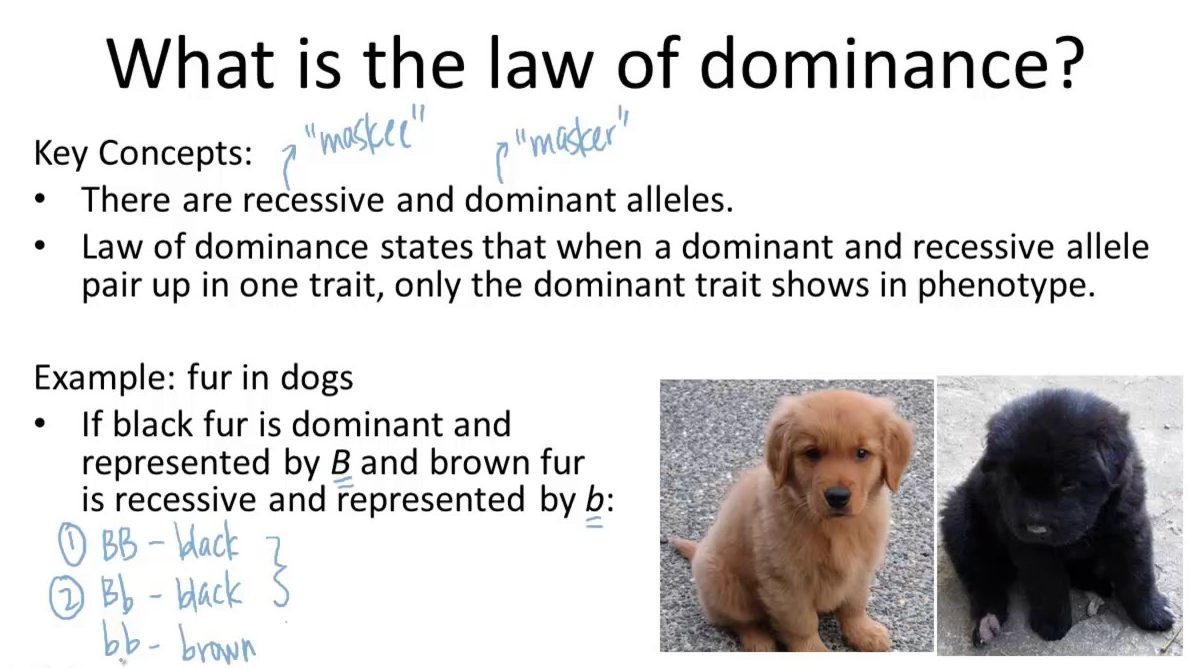 53-rules-of-dominance