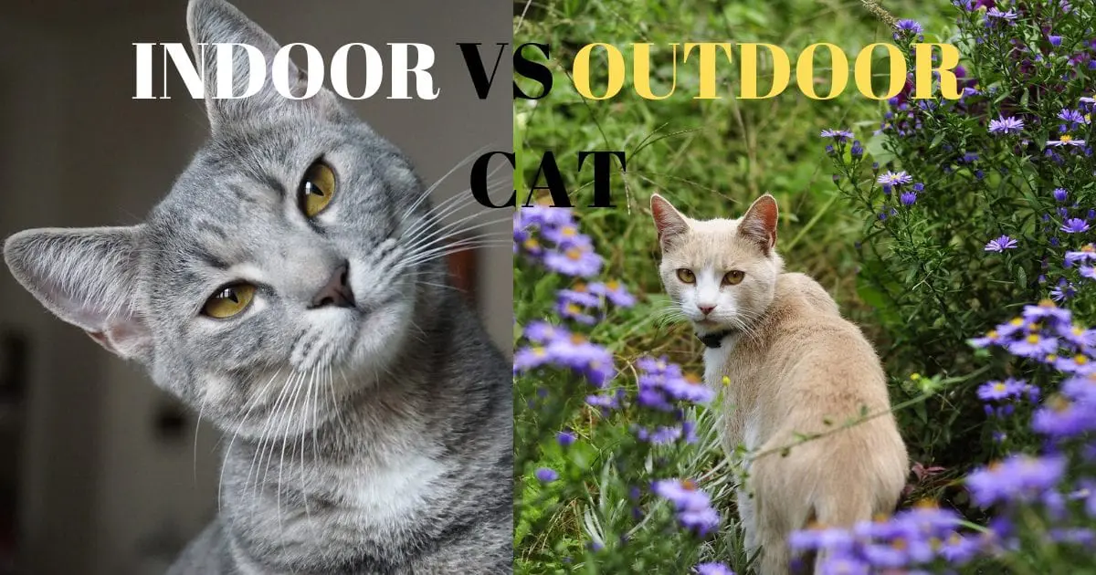 What is Indoor vs Outdoor cats? | Difference between Indoor vs Outdoor cats