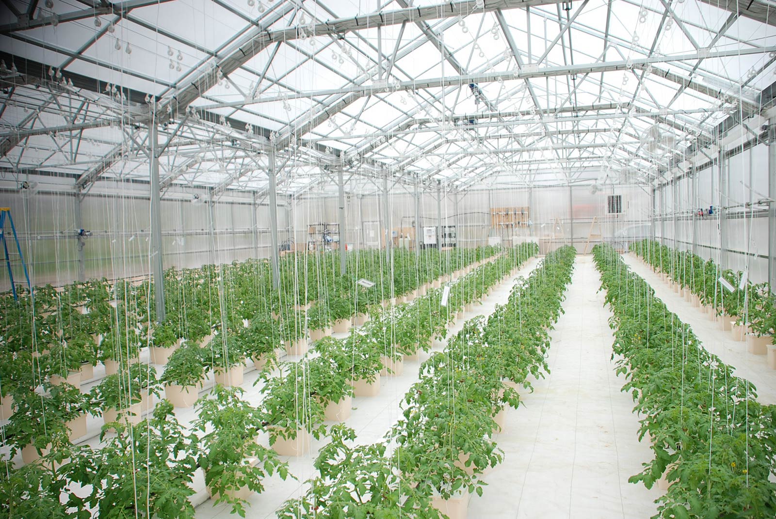 Advantages Of Growing Plants Using A Greenhouse Technology